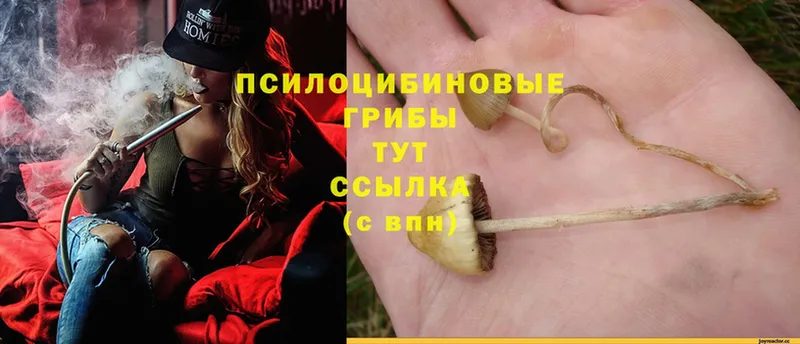 hydra ссылки  где можно купить наркотик  Бабаево  Галлюциногенные грибы Psilocybe 